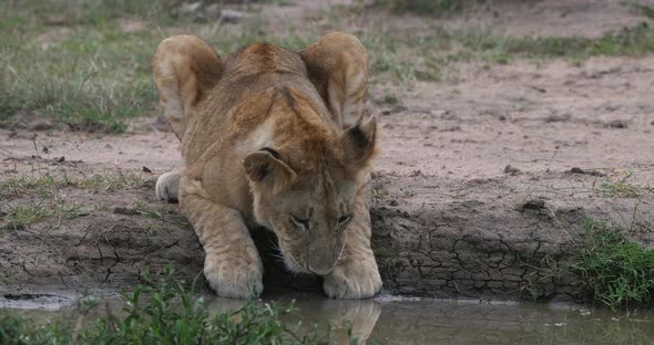 952007 African Lion, panthera leo, Cub drinking at the water hole, Nairobi Park in Kenya, Real Time