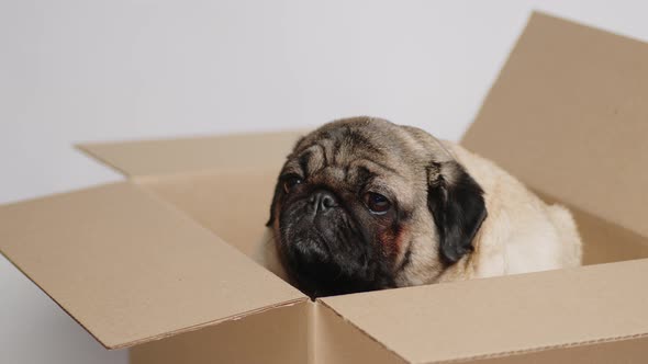 Cute Pug in Carton Box