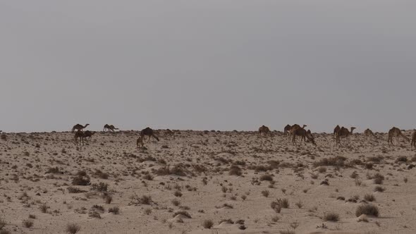 Herd of dromedary camels 