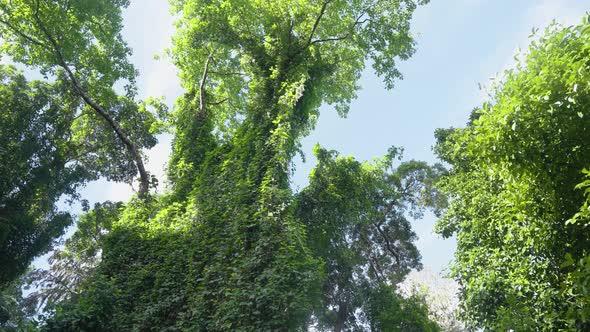 Sunny Creeper Covered Tree Tops