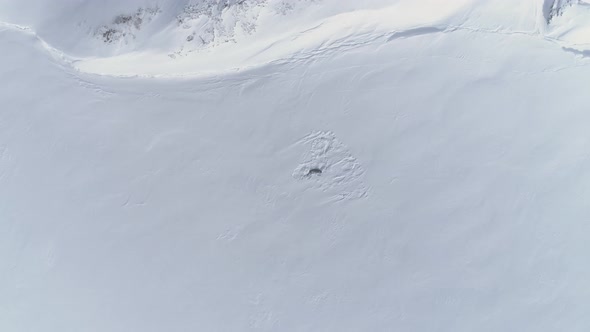 Antarctica Baby Adult Weddell Seal Zoom in Aerial