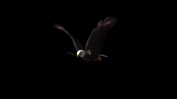 Eagle Fly With Flower