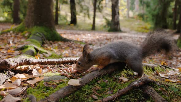 Close ground view of squirrels eating and running in autumn forest