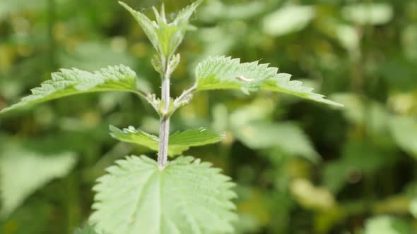 Green wild common nettle plant leaves natural background slow tilt 4K 2160p 30fps UltraHD footage - 