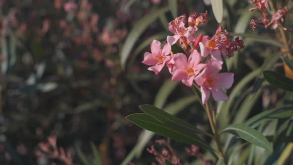 Beautiful Tropical Pink Flowers Frangipani (Plumeria) in South of France