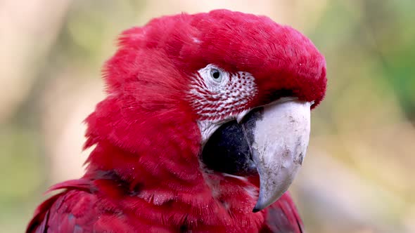 Portrait shot of beautiful red colored Ara Chloropterus or Red-and-green Macaw in Jungle