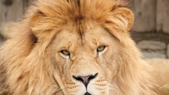 Lion Head Close Up Looking at Camera