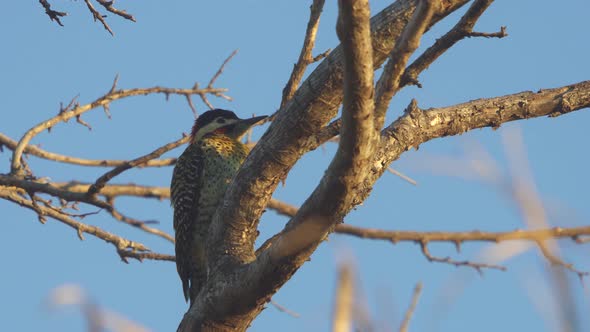 Low angle view of a Golden-breasted Woodpecker perched on a tree branch at dusk.