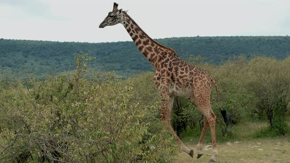 Giraffe In Natural Habitat