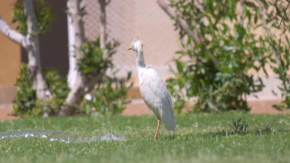 White Cattle Egret Wild Bird Also Known As Bubulcus Ibis Walking on Green Lawn in Summer