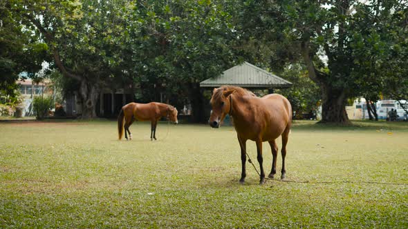 Horse on the Field Grass in India Sri Lanka Young Brown Horses