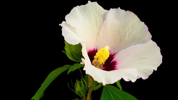 White Hibiscus Flower Blooming