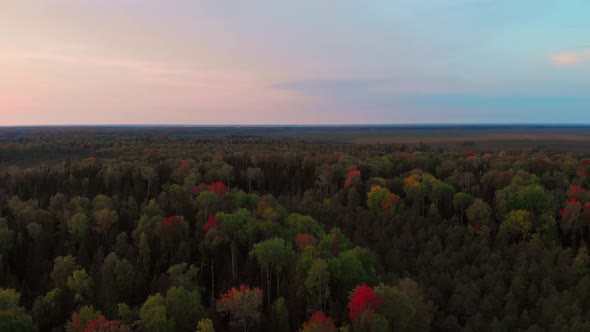 The Drone Flies Over the Morning Taiga with Coniferous Forest and Red Deciduous Trees