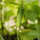 Young Fresh Green Cucumber with Pimples Grows and Ripens in a Greenhouse Macro Shot - VideoHive Item for Sale