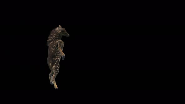 49 Zebra Dancing 4K alt