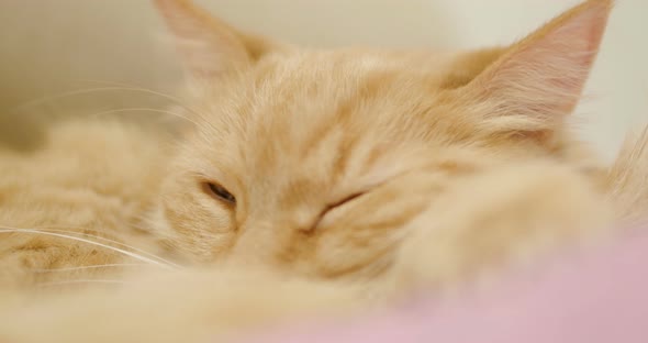 Cute Ginger Cat Lying on Violet Blanket. Close Up Footage of Sleeping Fluffy Pet. Cozy Home.