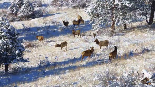 Herd of cow Elk foraging and alert on a snowy hillside in the Rocky Mountains of Colorado
