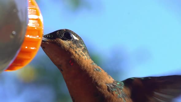 Hummingbird drinks nectar from bottle set up for these animals with water and sugar