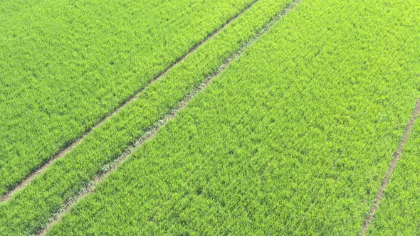 Flying backwards over the sprayed young wheat 4K aerial footage