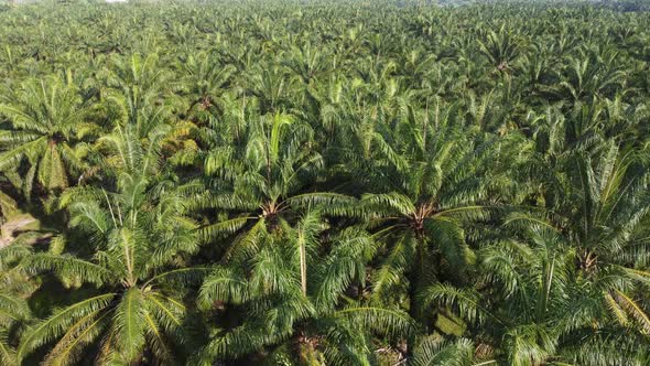 Drone view look down oil palm