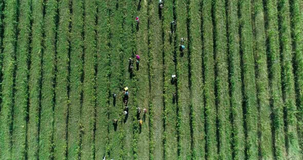 Harvest in the Vineyards