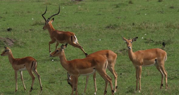 Impala, aepyceros melampus, Herd of Females, Male Running, Masai Mara Park in Kenya, Real Time 4K