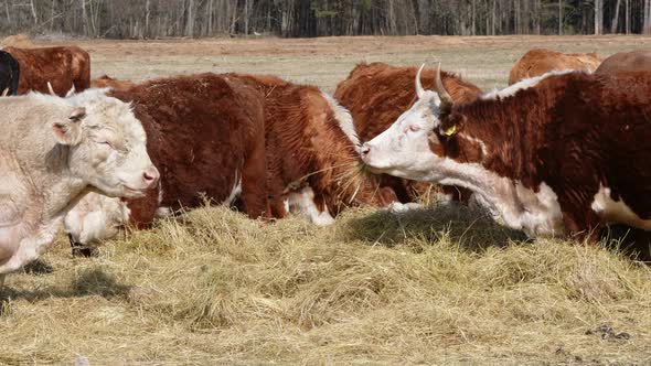 Charolais and Chandler Herefords Cow Eating at Autumn Field