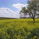 A Tree In Canola Field - VideoHive Item for Sale