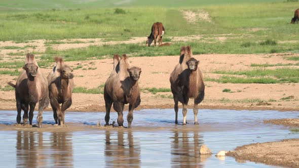 Free Herd of Wild Camels in Natural Lake Water