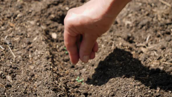 Closeup Video of Old Female Hand Seeding Organic Vegetable Seeds in Fertilized Soil at Garden Bed