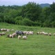 Sheep - VideoHive Item for Sale