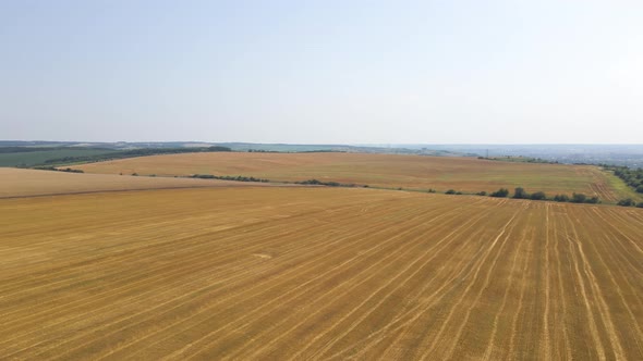 Aerial Landscape View of Yellow Cultivated Agricultural Field with Ripe Wheat on Bright Summer Day