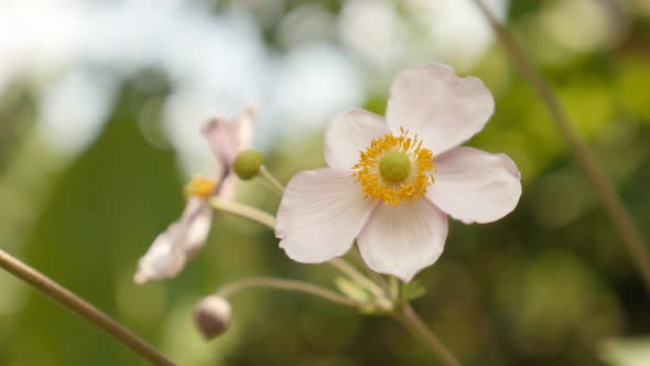 Shallow DOF Japanese anemone hybrida white  flower 4K footage