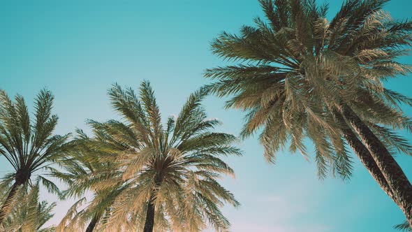 Palm Trees at Santa Monica Beach