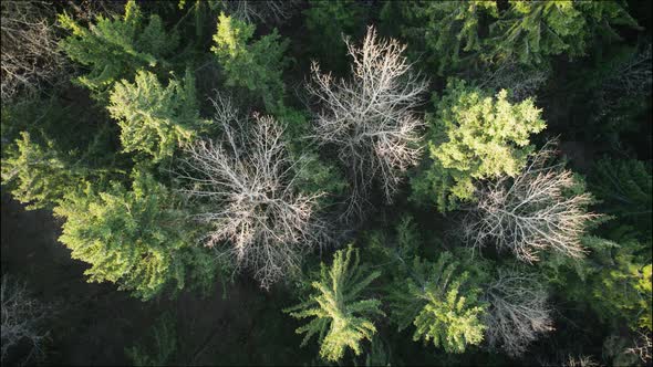 AERIAL Tops of the Trunks of the Mysterious Autumn Forest