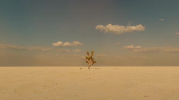 Desert and Cactus Tree