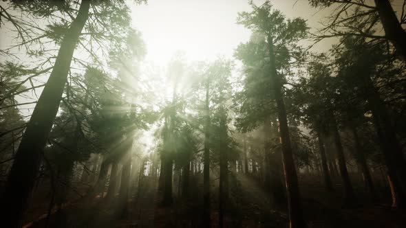 Redwood Forest Foggy Sunset Scenery