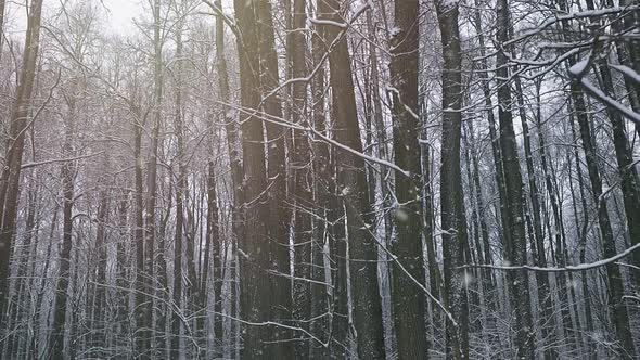 the Camera Slowly Moves Through the Winter Forest