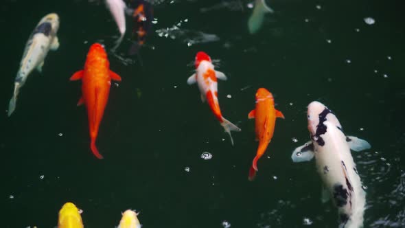 Koi fish or carp fish swimming in the pond