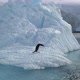 Gentoo penguin (Pygoscelis papua) diving into water, Antarctica - VideoHive Item for Sale