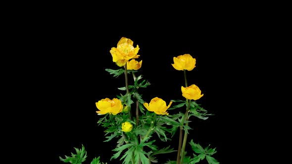 Trollius Europaeus the Time Period of Flowering and Flower Development on a Black Background