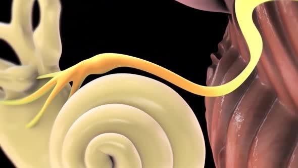 Anatomy of the human ear and inner ear structure
