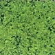 Green Forest - VideoHive Item for Sale