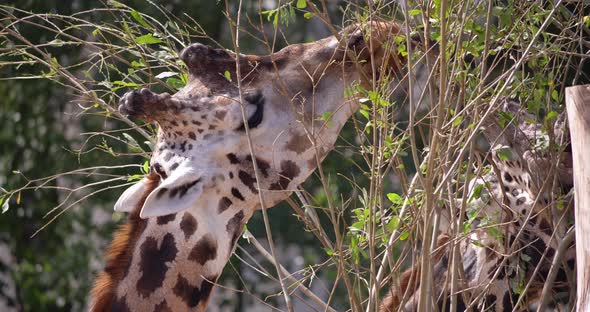 4K - Giraffes feed on the foliage of a tree. Close-up