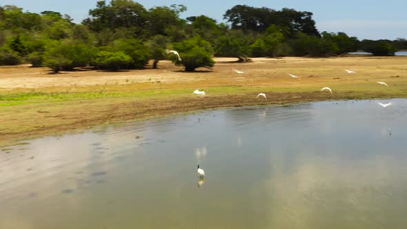 Tropical Landscape with a Lake and Birds