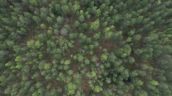 Flight above Summer Pine Forest.