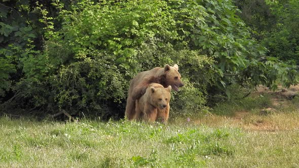 Wild Bears Mating in Natural Habitat Among The Trees In The Forest