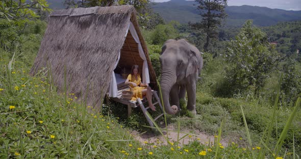 Young Woman Seats at the Jungle Bungalow and Feeds the Elephant