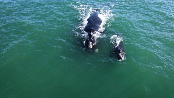 Southern Right Whale with its newborn calf; gently swimming in coastal waters