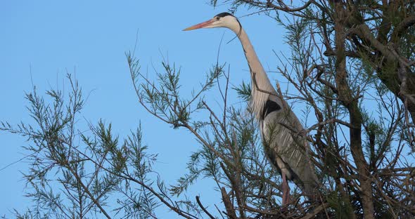 Grey herons, Ardea cinerea, Camargue,  ornithological park of Pont de Gau in France